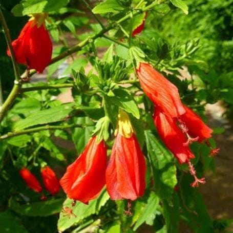 Plants Villa - Sleeping Hibiscus Malvaviscus Flower Plant_Red