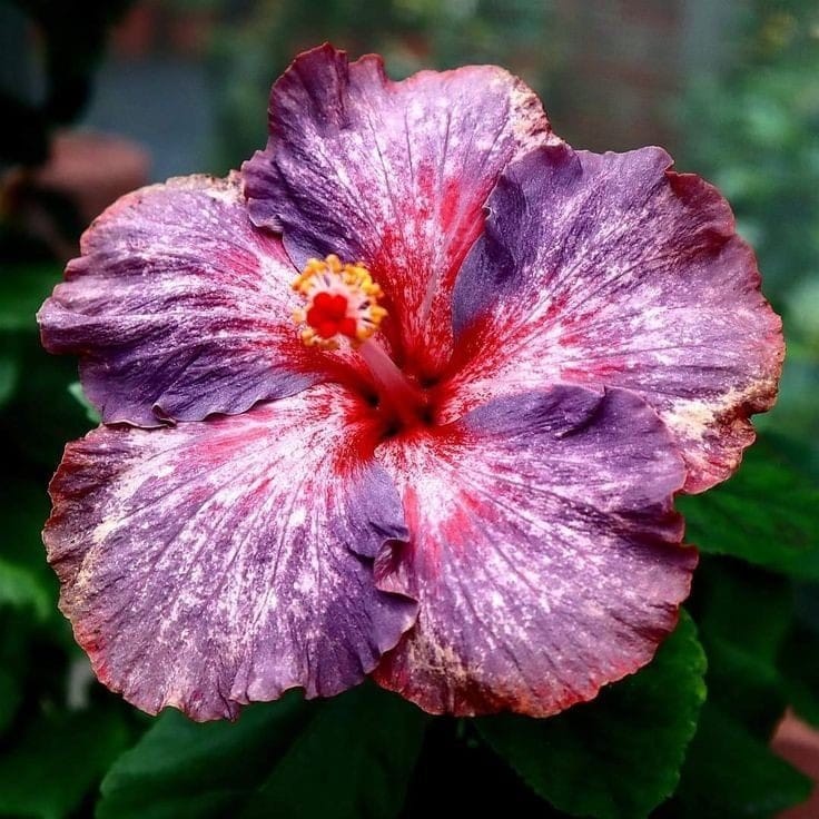 Plants Villa - Australian Variety Grafted Hibiscus Flower Plant