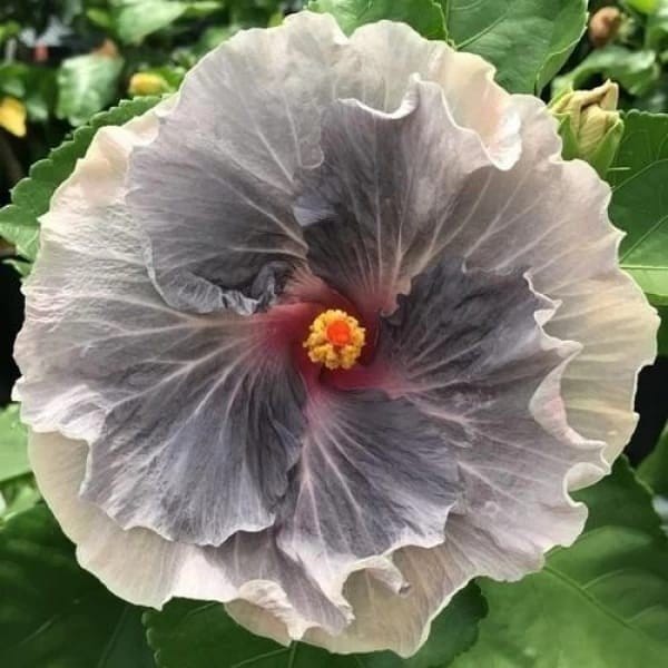 Plants Villa - Australian Variety Grafted Hibiscus Flower Plant