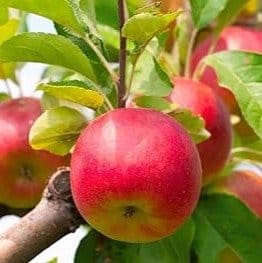 Plants Villa - Apple Hrmn-99 Grafted Fruit Plant