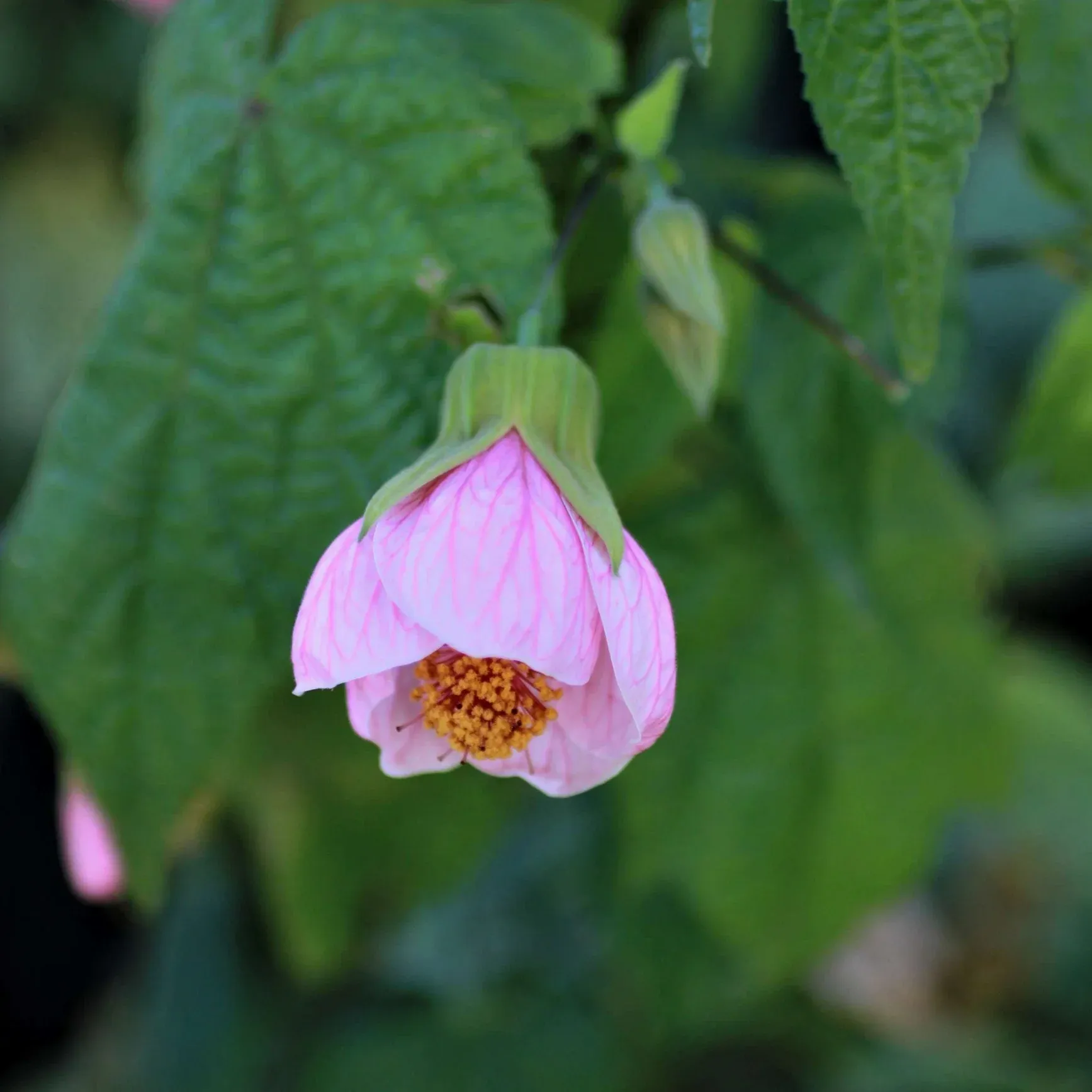 Plants Villa - Lantern Hibiscus Flower Plant_Pink