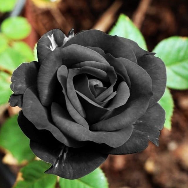 Plants Villa - Exotic Black Rose Flower Plant