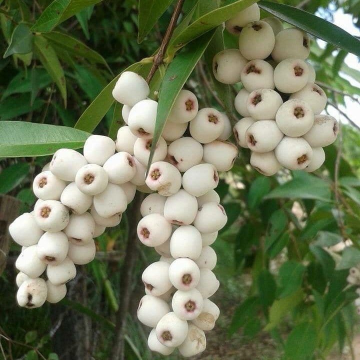 Plants Villa - Cats Eye Berry Fruit Plant