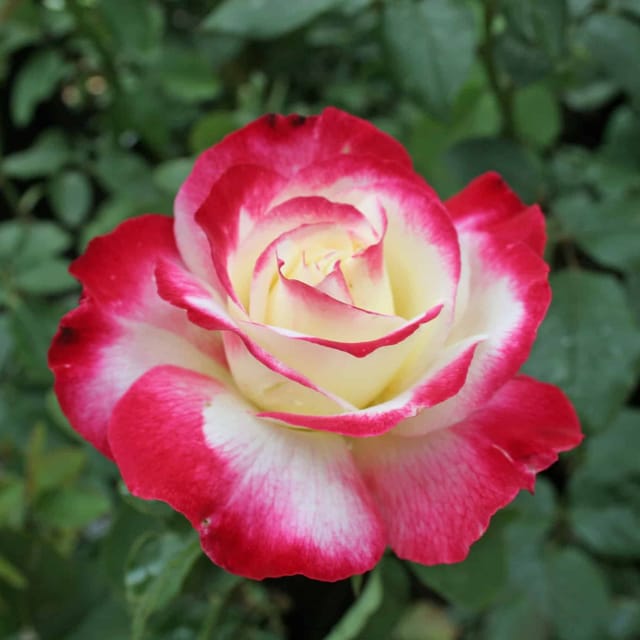 Plants Villa - Double Delight Hybrid Rose Flower Plant