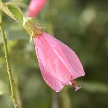 Plants Villa - Sleeping Hibiscus Malvaviscus Flower Plant_ Baby Pink