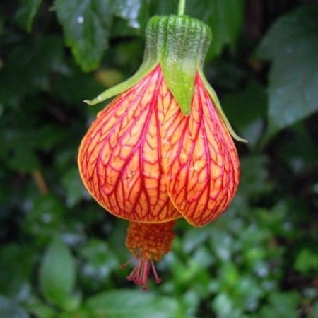 Plants Villa - Lantern Hibiscus Flower Plant_Tiger Shape Plants Villa - Lantern Hibiscus Flower Plant_Tiger Shape