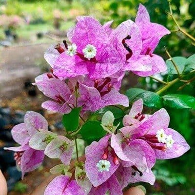 Plants Villa - Purple September Bougainvellia Flower Plant