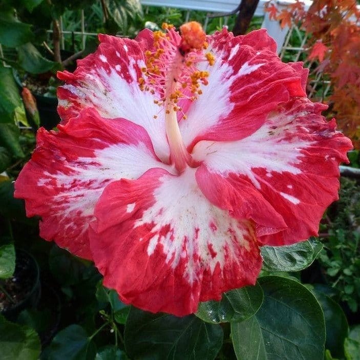 Plants Villa - Australian Variety Grafted Hibiscus Flower Plant