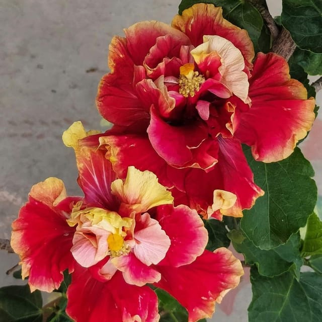 Plants Villa - Double Petal Variety Grafted Hibiscus Flower Plant Plants Villa - Double Petal Variety Grafted Hibiscus Flower Plant