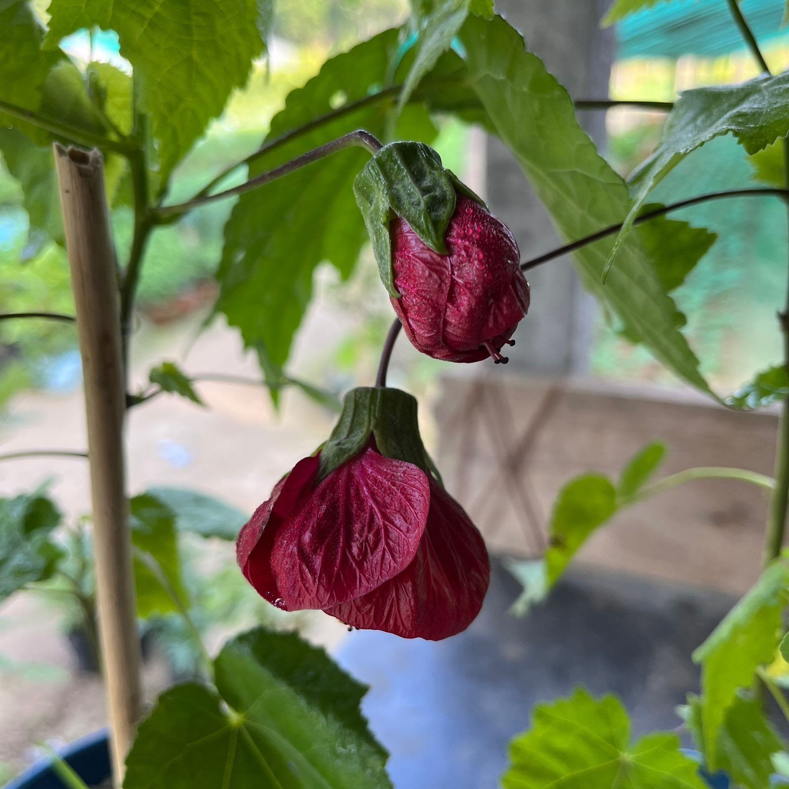 Plants Villa - Lantern Hibiscus Flower Plant_Red