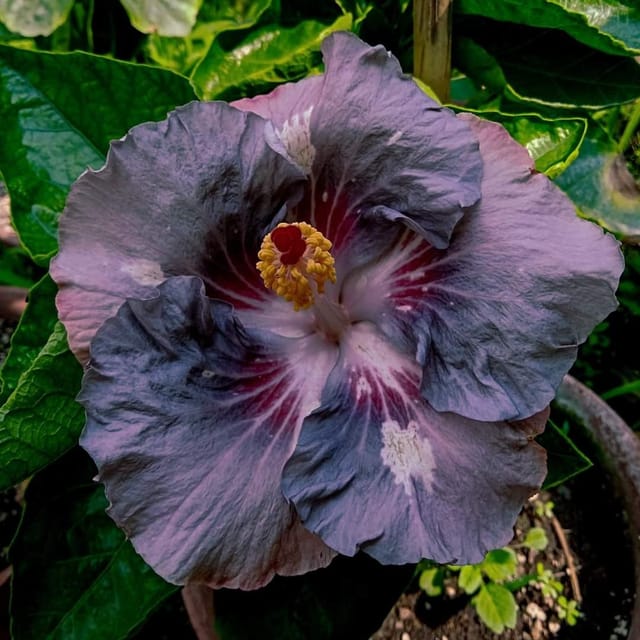 Plants Villa - Australian Variety Grafted Hibiscus Flower Plant Plants Villa - Australian Variety Grafted Hibiscus Flower Plant