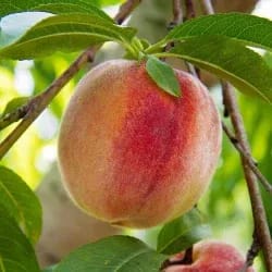 Plants Villa - Velvet Apple Grafted Fruit Plant Plants Villa - Velvet Apple Grafted Fruit Plant