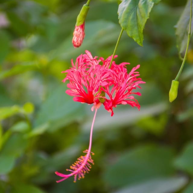 Plants Villa - Spider Hibiscus Flower Plant_(Jhumko Jaba)