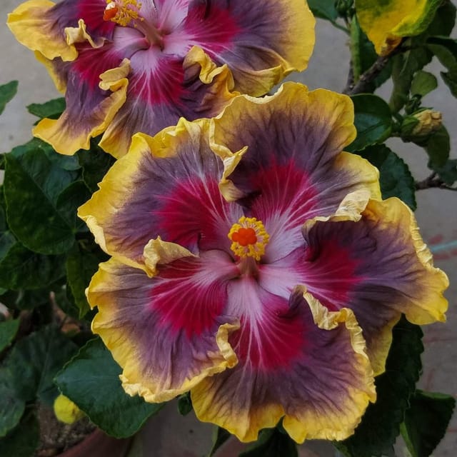 Plants Villa - Australian Variety Grafted Hibiscus Flower Plant Plants Villa - Australian Variety Grafted Hibiscus Flower Plant