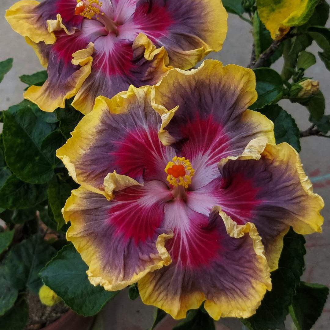 Plants Villa - Australian Variety Grafted Hibiscus Flower Plant