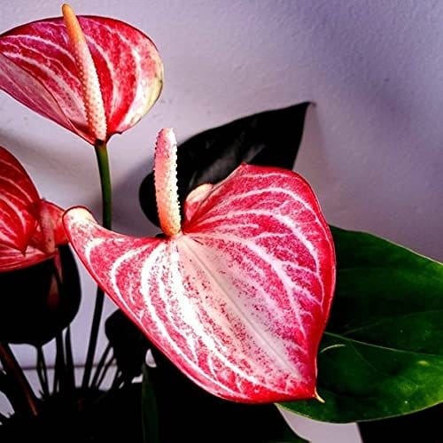 Plants Villa - Anthurium Andreanum Gift Plant_White Plants Villa - Anthurium Andreanum Gift Plant_White