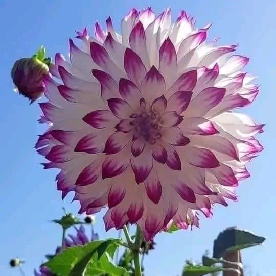 Plants Villa - Dahlia Flower Plant Verigated Purple_White