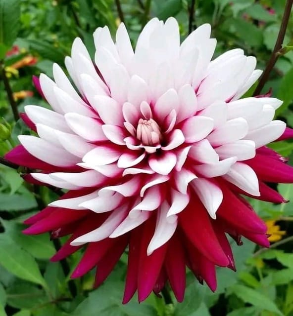 Plants Villa - Dahlia Flower Plant Verigated_Red Plants Villa - Dahlia Flower Plant Verigated_Red