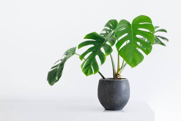 Plants Villa - Philodendron Plant