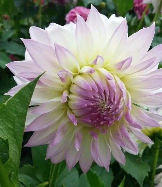 Plants Villa - Dahlia Flower Plant Verigated Purple_White Plants Villa - Dahlia Flower Plant Verigated Purple_White
