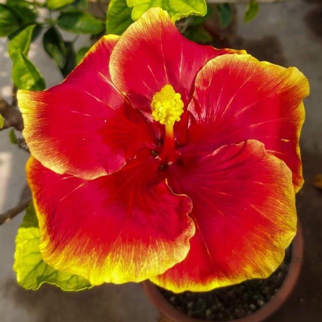 Plants Villa - American Variety Grafted Hibiscus Flower Plant Plants Villa - American Variety Grafted Hibiscus Flower Plant