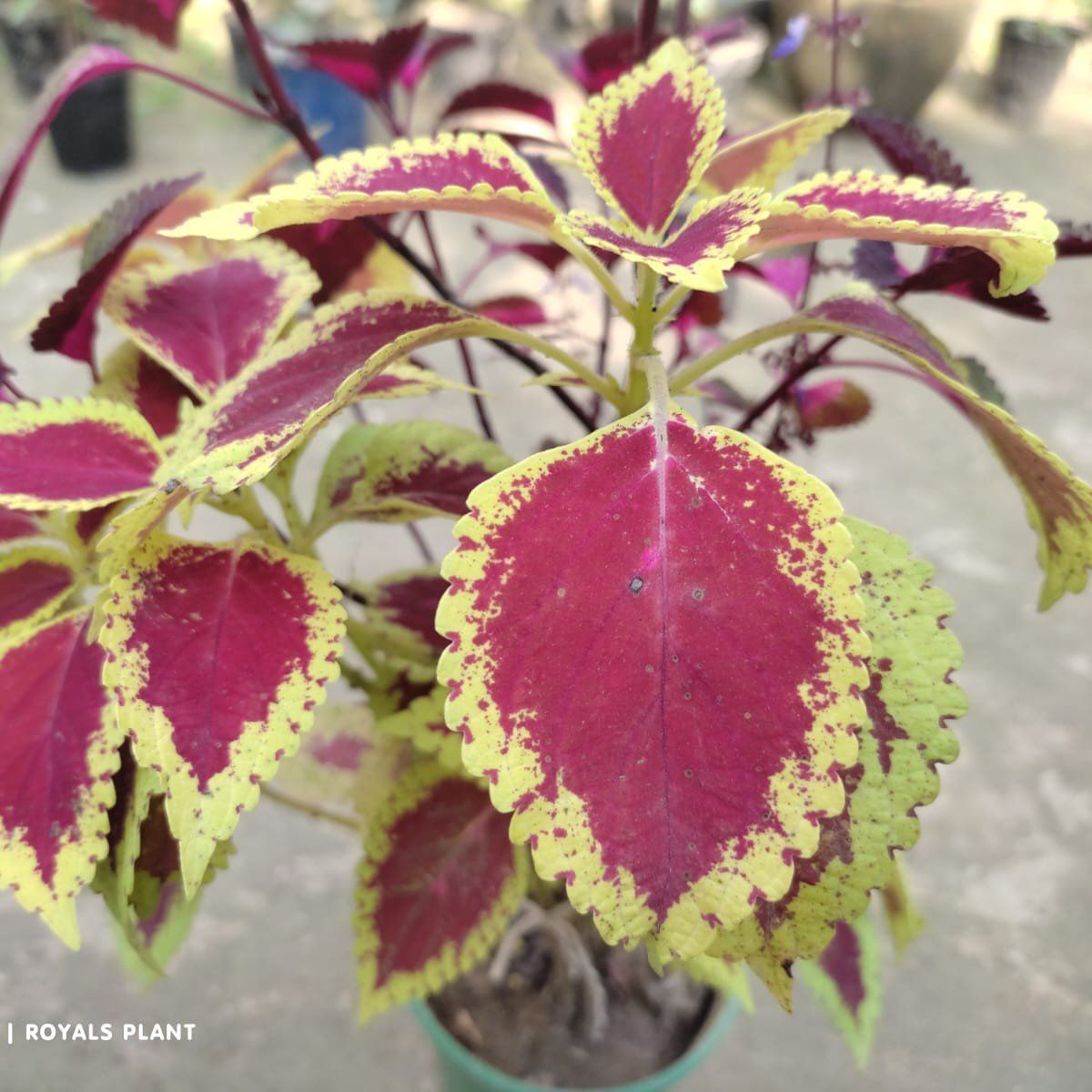 Plants Villa - Coleus Pata Bahari Plant