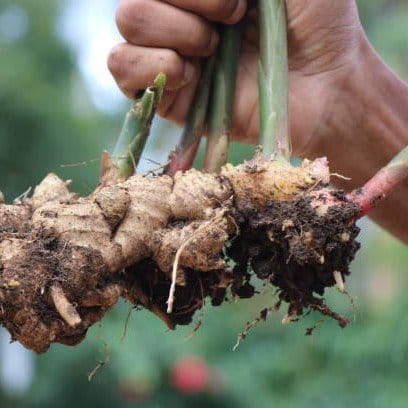 Plants Villa - Ginger Live Plant_(Adrak)