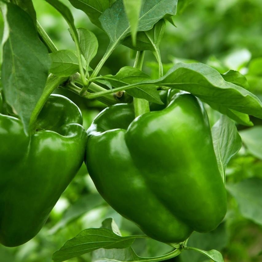 Plants Villa - Shimla Mirch Capsicum Fruit Plant Green