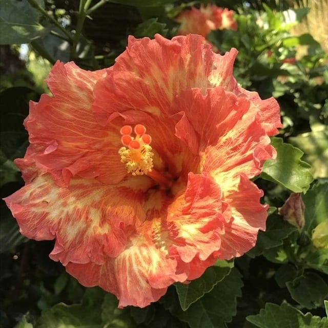 Plants Villa - Australian Variety Grafted Hibiscus Flower Plant