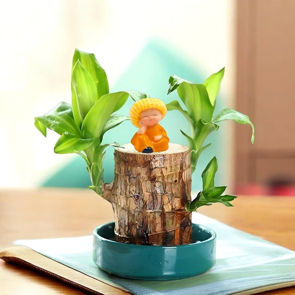 Plants Villa - Brazil Good Luck Wood Water Bumboo Plant