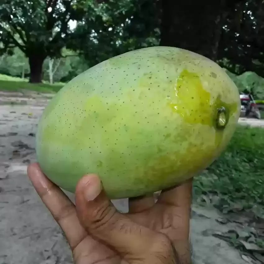 ... ...