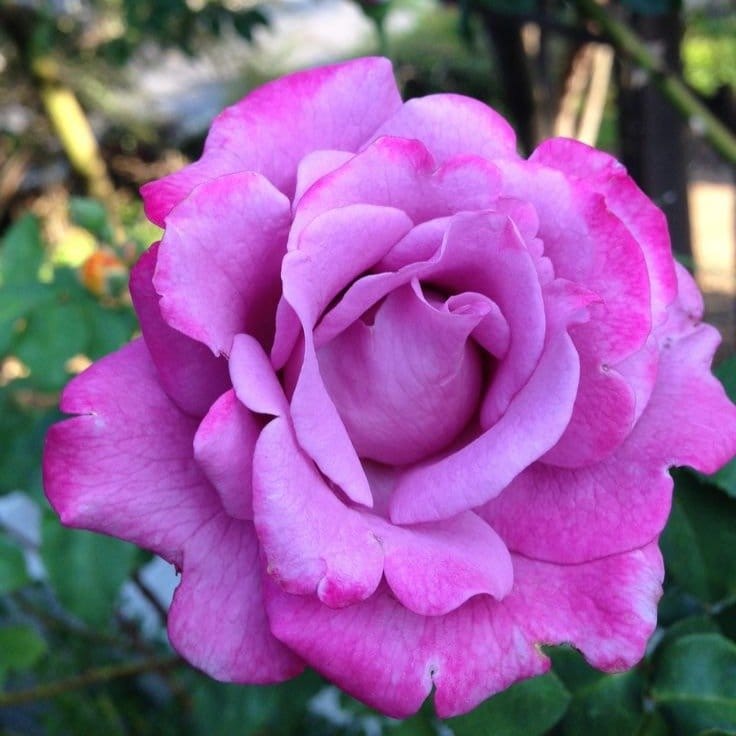 Plants Villa - Climbing Rose Flower Plant Purple_Purple