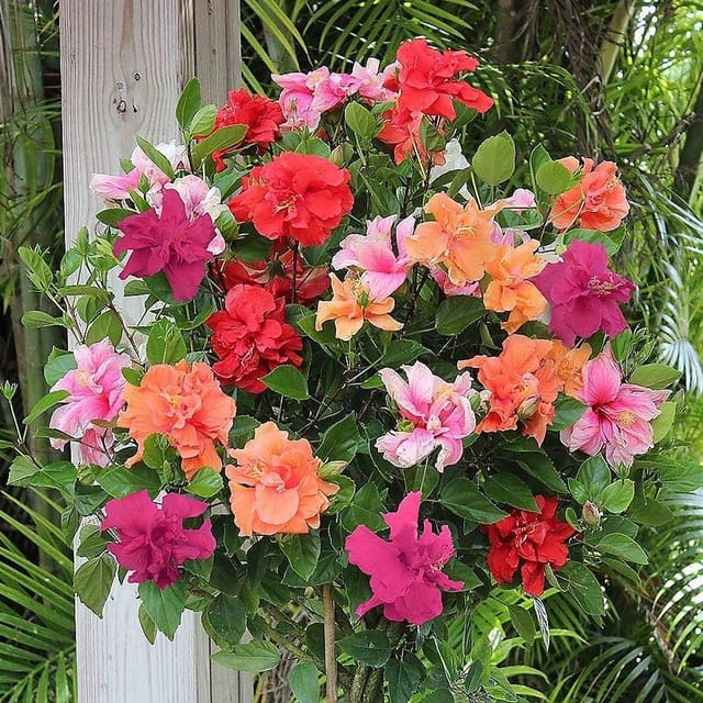 Plants Villa - Multigrafted Double Petal Variety Hibiscus Flower Plant_(15 Colours)