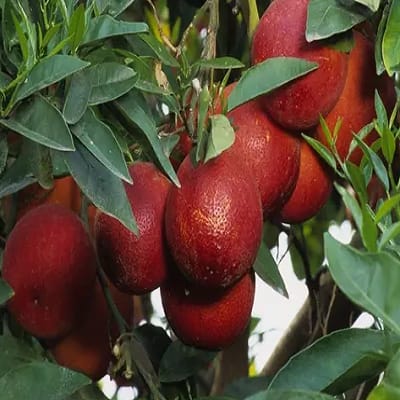 Plants Villa - Blood Orange Grafted Fruit Plant