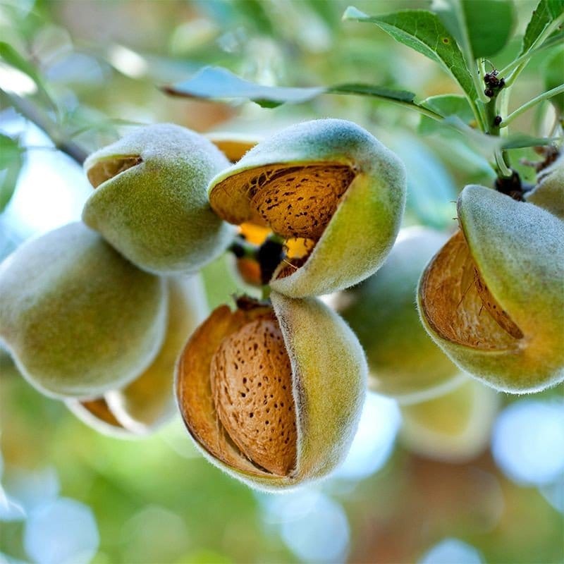 Plants Villa - Thai Variety Hybrid Almond Plant