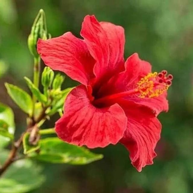 Plants Villa - Miniature Hibiscus Flower Plant_Red Plants Villa - Miniature Hibiscus Flower Plant_Red