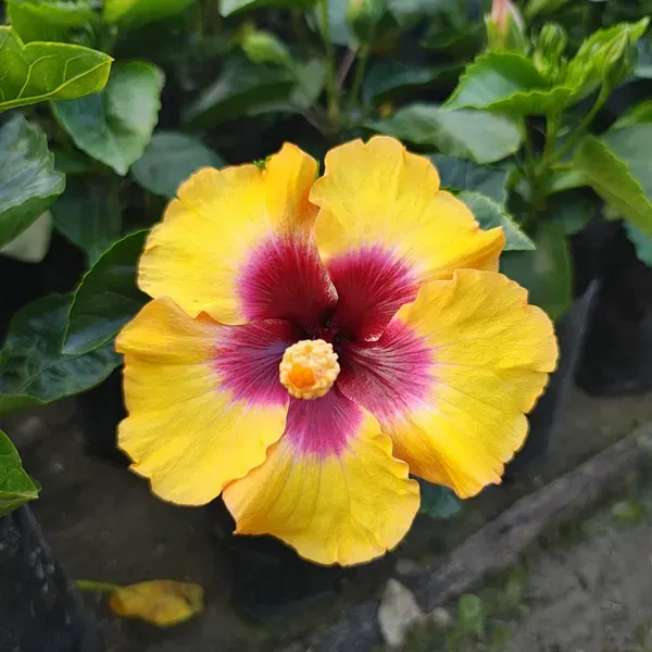 Plants Villa - American Grafted Hibiscus Flower Plant