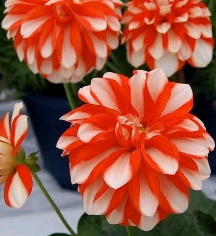 Plants Villa - Dahlia Flower Plant Verigated_Red