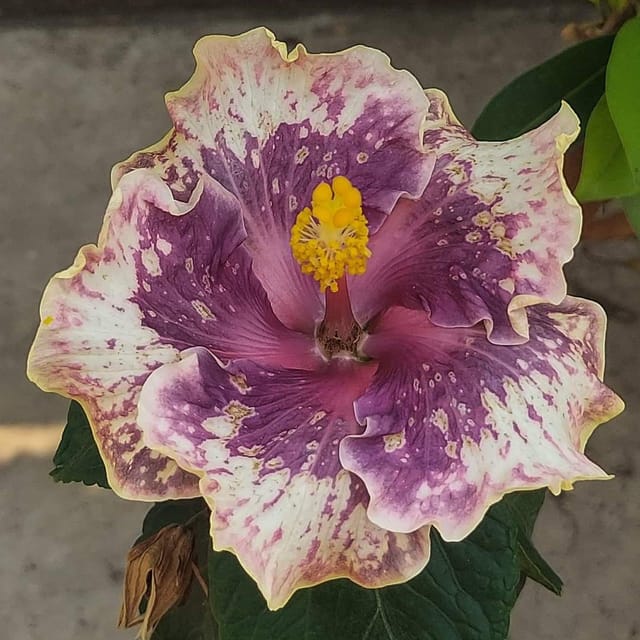 Plants Villa - Australian Variety Grafted Hibiscus Flower Plant