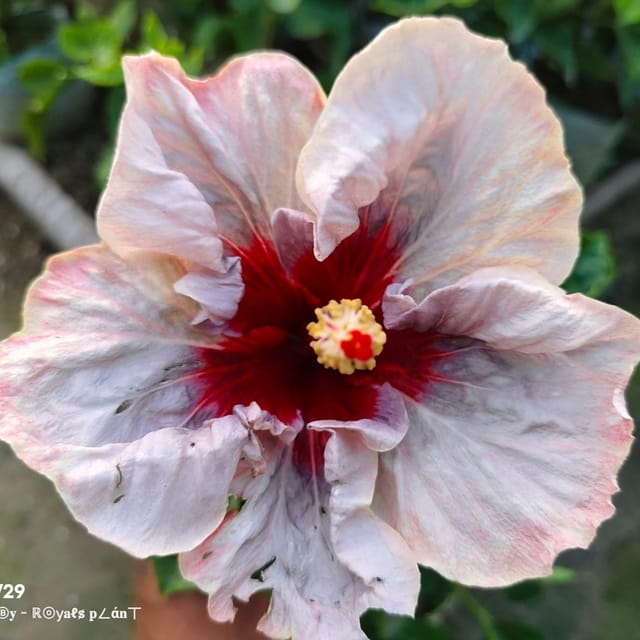 Plants Villa - Australian Variety Big Leaves Hibiscus Flower Plant Plants Villa - Australian Variety Big Leaves Hibiscus Flower Plant