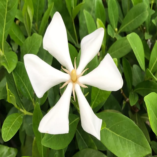 Plants Villa - Tropical Asia Gardenia Flower Plant_(Kailarsenia Lineata)_White Plants Villa - Tropical Asia Gardenia Flower Plant_(Kailarsenia Lineata)_White