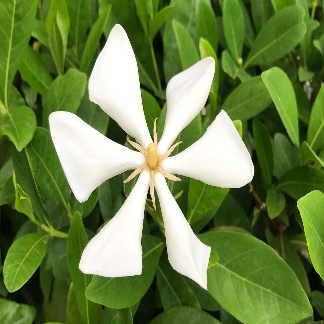 Plants Villa - Tropical Asia Gardenia Flower Plant_(Kailarsenia Lineata)_White
