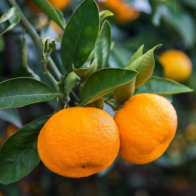 Plants Villa - Vietnam Alltime Sweet Orange Grafted & Hybrid Fruit Plant Plants Villa - Vietnam Alltime Sweet Orange Grafted & Hybrid Fruit Plant