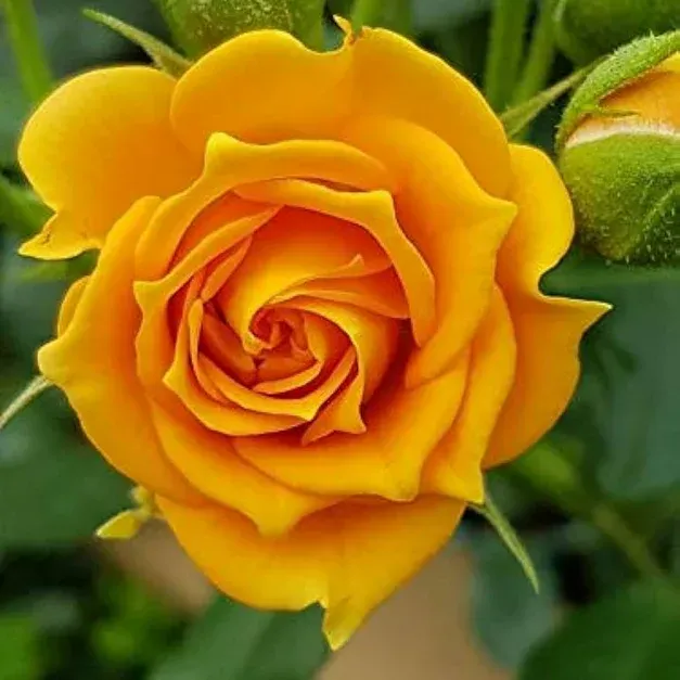 Plants Villa - Climbing Rose Flower Plant_Yellow