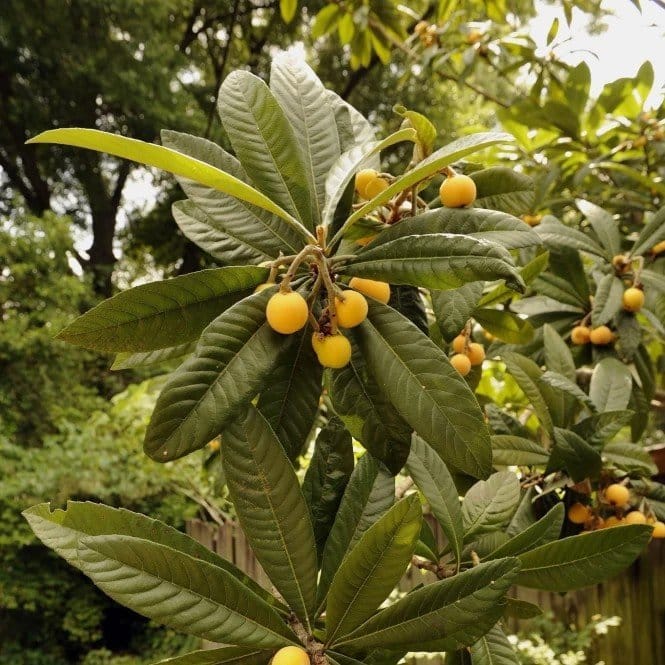... ...
