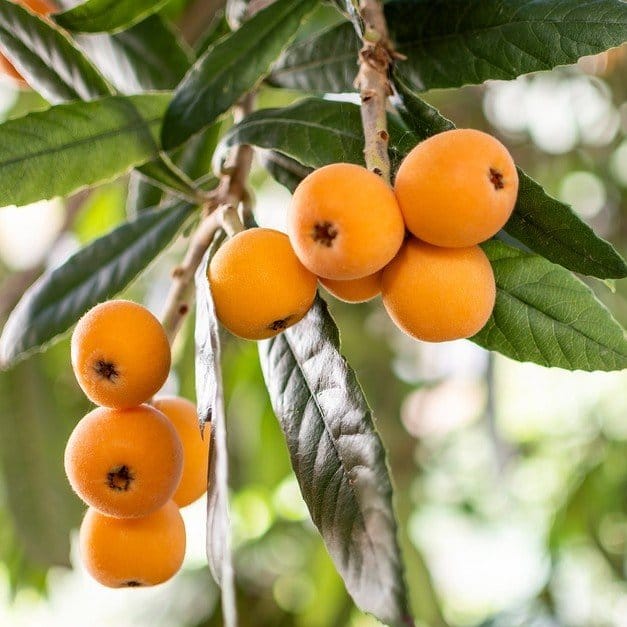 Plants Villa - Loquat Fracuit Grafted & Hybrid Fruit Plant