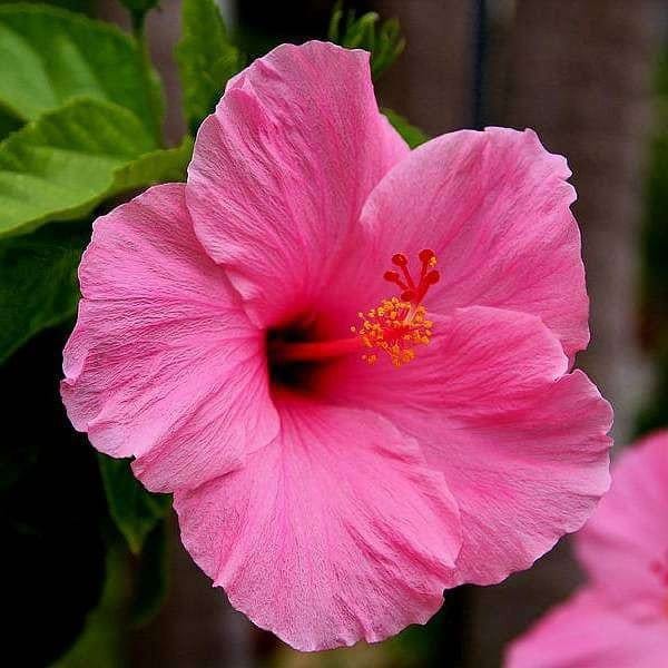 Plants Villa - Miniature Hibiscus Flower Plant_Pink