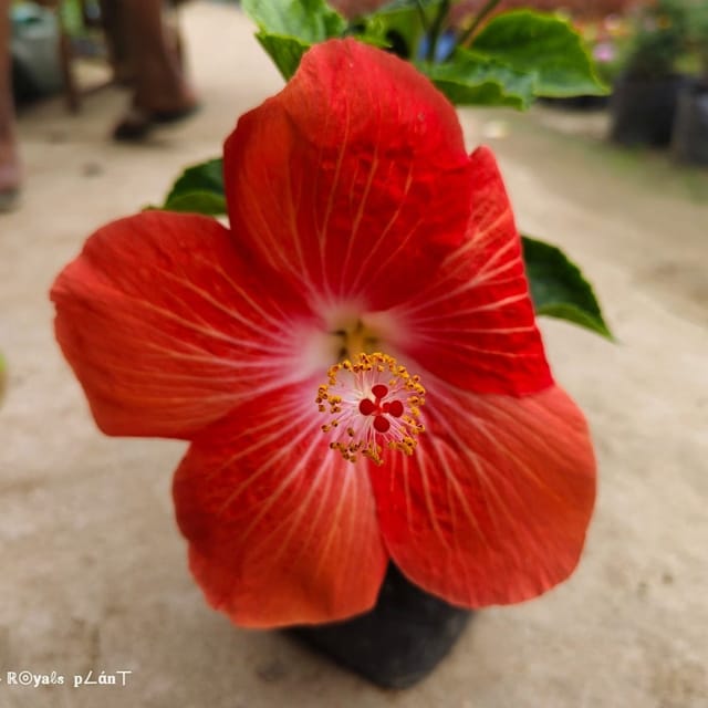 Plants Villa - American Variety Grafted Hibiscus Flower Plant Plants Villa - American Variety Grafted Hibiscus Flower Plant