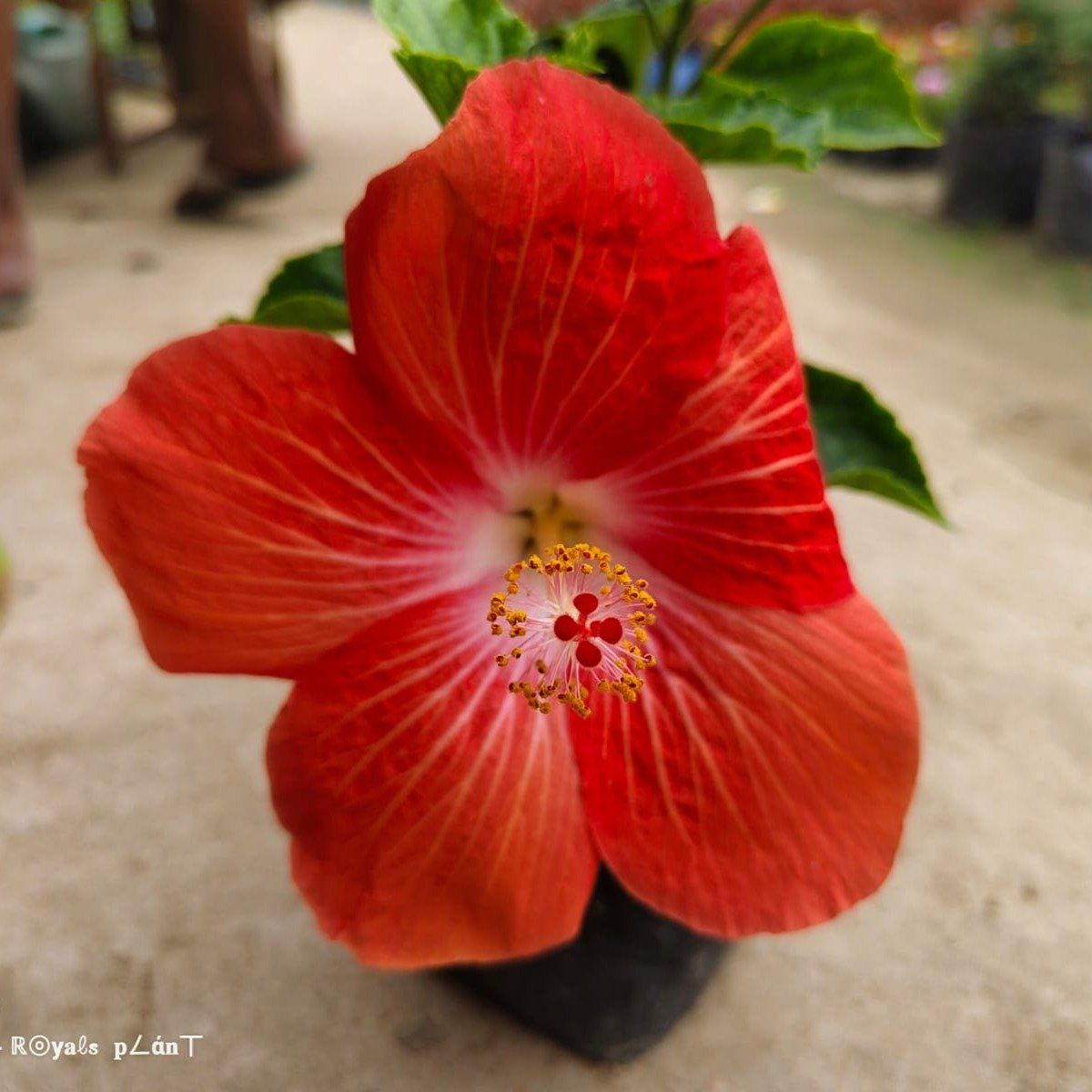 Plants Villa - American Variety Grafted Hibiscus Flower Plant