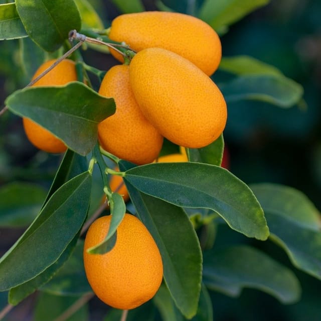 Plants Villa - Sweet Kamkot Lemon Graftedd Hybrid Fruit Plant Plants Villa - Sweet Kamkot Lemon Graftedd Hybrid Fruit Plant